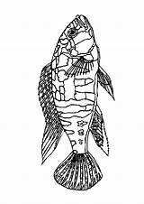 Vissen Fisch Dieren Ausmalbilder Poisson Coloriages Malvorlagen Gify Animaatjes Kolorowanki Ryby Malvorlagen1001 Coloringpages1001 Kleurplatenwereld sketch template
