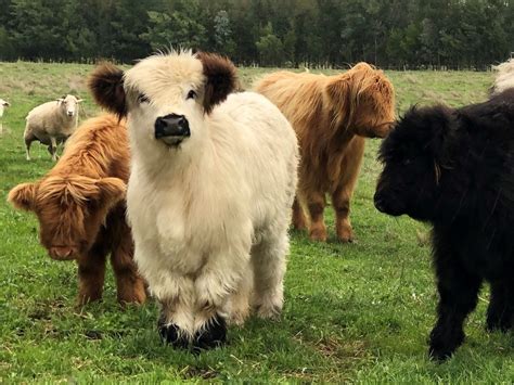 long haired cattle  horns poll highland