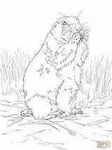 Prairie Dog Coloring Pages Tailed Printable Colorings Drawing Color Realistic Getcolorings Supercoloring sketch template