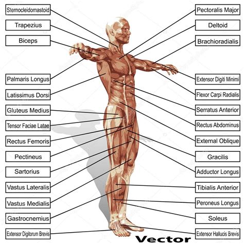anatomia del hombre  los musculos de texto