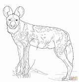 Wild Coloriage Afrique Animaux Sauvages Hond Sauvage Lycaon Colorier Coloriages Afrikaanse Printen sketch template