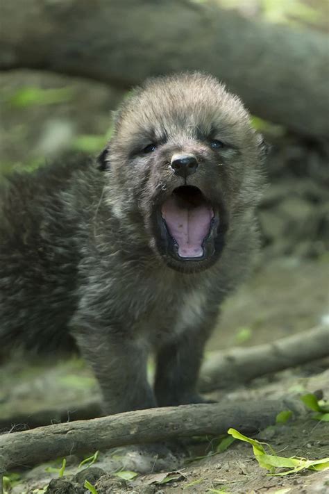 arctic wolf cubs  howl      zooborns