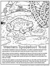 Spadefoot Toad sketch template