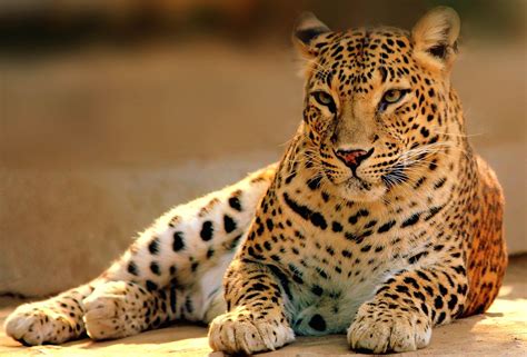 animal leopard hd wallpaper