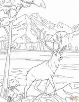 Coloring Deer Mule Pages sketch template