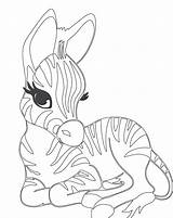 Zebra Coloring Pages Baby Cute Head Sheets Printable Zebras Print Animal Color Clipart Getcolorings Tech High Colo Preschool Getdrawings Choose sketch template