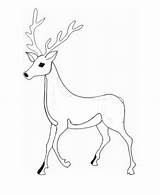 Desene Cerb Colorat Planse Coloring Animale Salbatice Deers Cerbul Cerbi Pentru Fise Deer Cheie Cuvinte sketch template