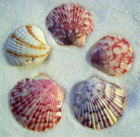 collecting  popular scallop seashell seashells  millhill