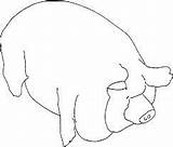 Pig Potbelly Bellied sketch template