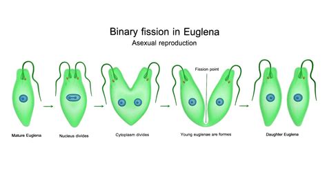 binary fission  euglena buy royalty   model  arloopa