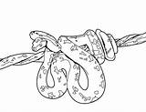Anaconda Entitlementtrap sketch template