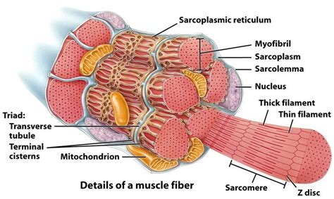 muscular tissue types function structure definition  anatomy