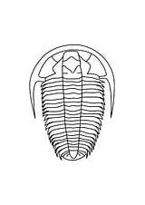 Coloring Pages Trilobite Geography sketch template