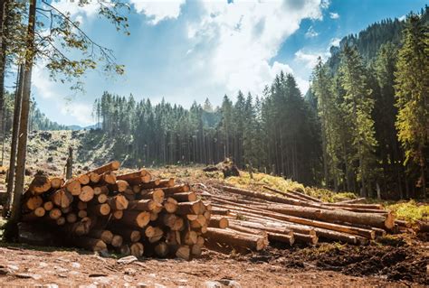 trump moves  open largest protected forest    logging