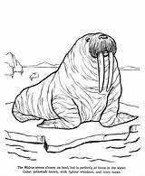 Walrus Honkingdonkey Polar sketch template