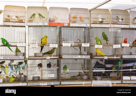 parrots sale  res stock photography  images alamy