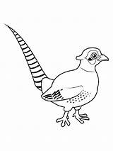 Pheasant Coloring Pages Pheasants Color Birds Print Recommended Getcolorings sketch template