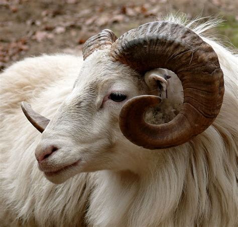 hd wallpaper white sheep ram close  photo head horn fauna goat