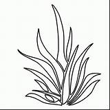 Coloring Plants Pages Seaweed Grass Drawing Plant Coral Printable Sea Color Outlines Kelp Underwater Sheet Pencil Colouring Malvorlagen Sketch Getdrawings sketch template
