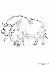 Coloring Printable Ox Musk Muskox 1345 Beef Template Animals Coloriage Imprimer Animal Site sketch template