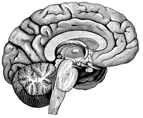 unlabeled brain diagram clipartsco