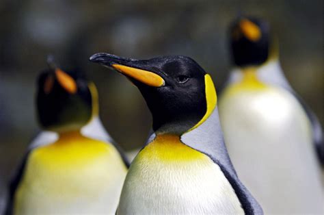 sind flossenbaender sinnvoll markierungen gefaehrden pinguine  tvde