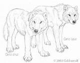 Wolf Canis Dire Goldenwolf Lupus Dirus Lobo Terrible Bestiarium sketch template