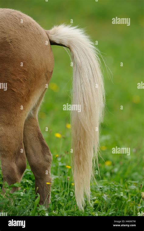 welsh pony detail  tail side view stock photo alamy
