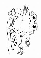 Malvorlage Frog Kaulquappen Frosch Ausmalbild Ausmalbilder Kaulquappe sketch template