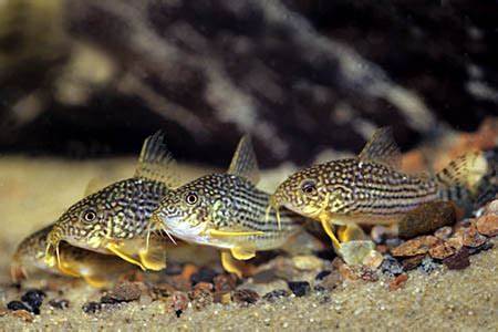 Fish Profiles Scientific Name Profile Corydoras sterbai