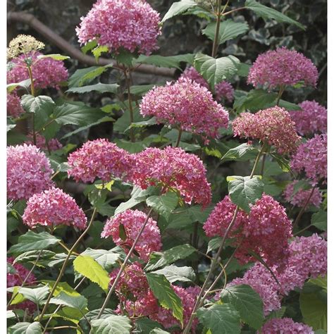 shop 1 6 gallon pink bella anna hydrangea flowering shrub l24812 at