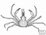 Drawing Crustacean Crab Big Getdrawings Crabs sketch template