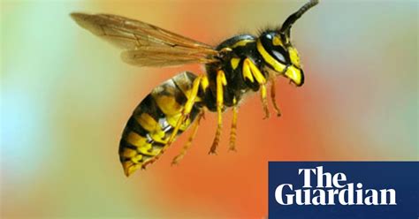 Specieswatch German Wasp Insects The Guardian