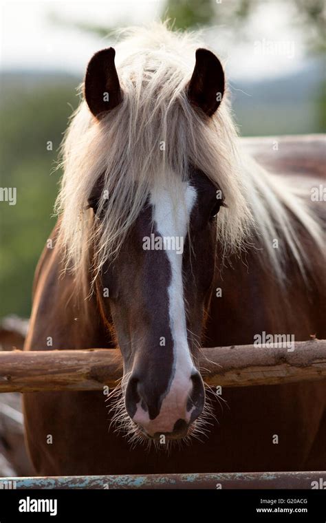 south german draft horse  res stock photography  images alamy