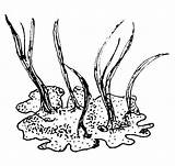 Licheni Piante Vegetale Comparsa Viventi Muschi Cellula Animale Lapappadolce Erano Piccole Terrestre Queste Evidenza Numerose Spore Troviamo Periodo Fossile sketch template