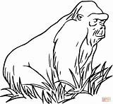 Kolorowanki Gorilas Zoo Gorilla Goryl Oefenen Taal Basisonderwijs Eindtoets Coloriages Grass Druku Chimpanzé 123test sketch template