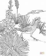 Coloring Roadrunner Pages Printable Yucca Mexico Bird State Flower Animals Birds Adult Book Printables Color Drawing Greater Cactus Sheets Educational sketch template