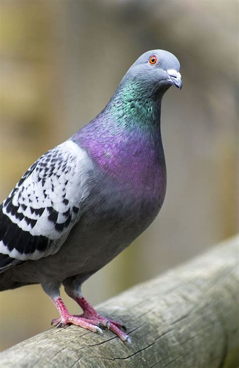 images  homing pigeons  pinterest birds pigeon cage  pigeon