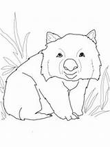 Wombat Coloring Pages Printable Crafts Stew Animals Colouring Funny Template Australia Kids Storytime Printables Drawing Drawings Clipart Open Diary Aboriginal sketch template