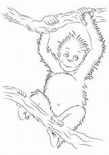 Orangutan Coloring Pages Printable Books Animal sketch template