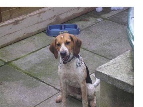 beagle pup  sale  sale adoption  lurgan northern ireland county armagh  adpostcom