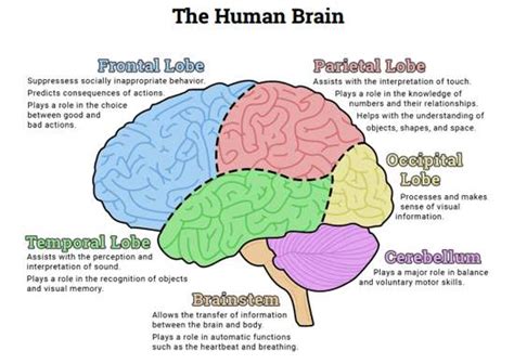brain lobes diagram