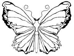 butterfly colouring google search butterfly coloring page