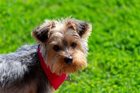 yorkshire terrier caracteristicas  cuidados naku