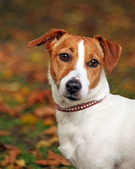 dog jack russell terrier  stock photo public domain pictures