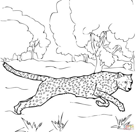 realistic cheetah coloring pages clip art library