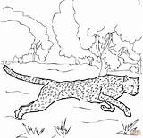 Cheetah Coloring Pages Printable Running Realistic Ocelot Baby Cartoon Drawing Colouring Color Grassland Sheet Getdrawings Line Getcolorings Print Colorings Library sketch template