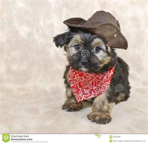 cowboy puppy   royalty  stock   dreamstime