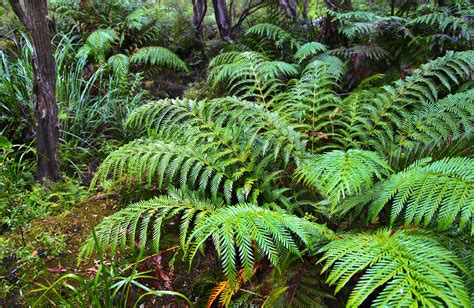 australian plants  animals nsw national parks