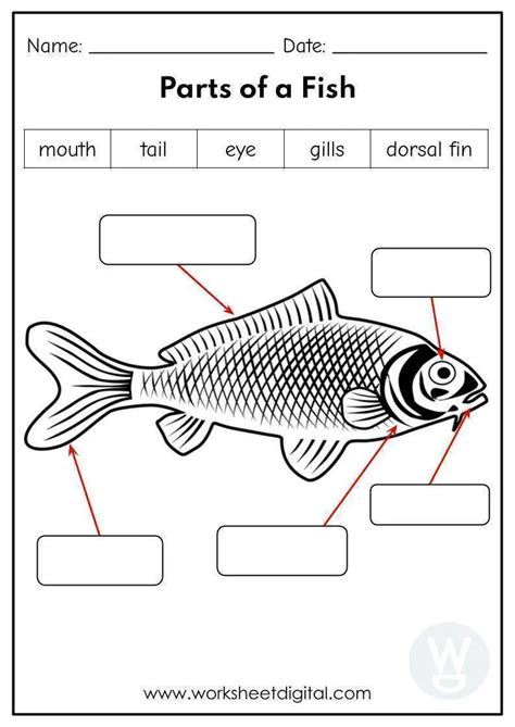 label  parts   fish worksheet digital